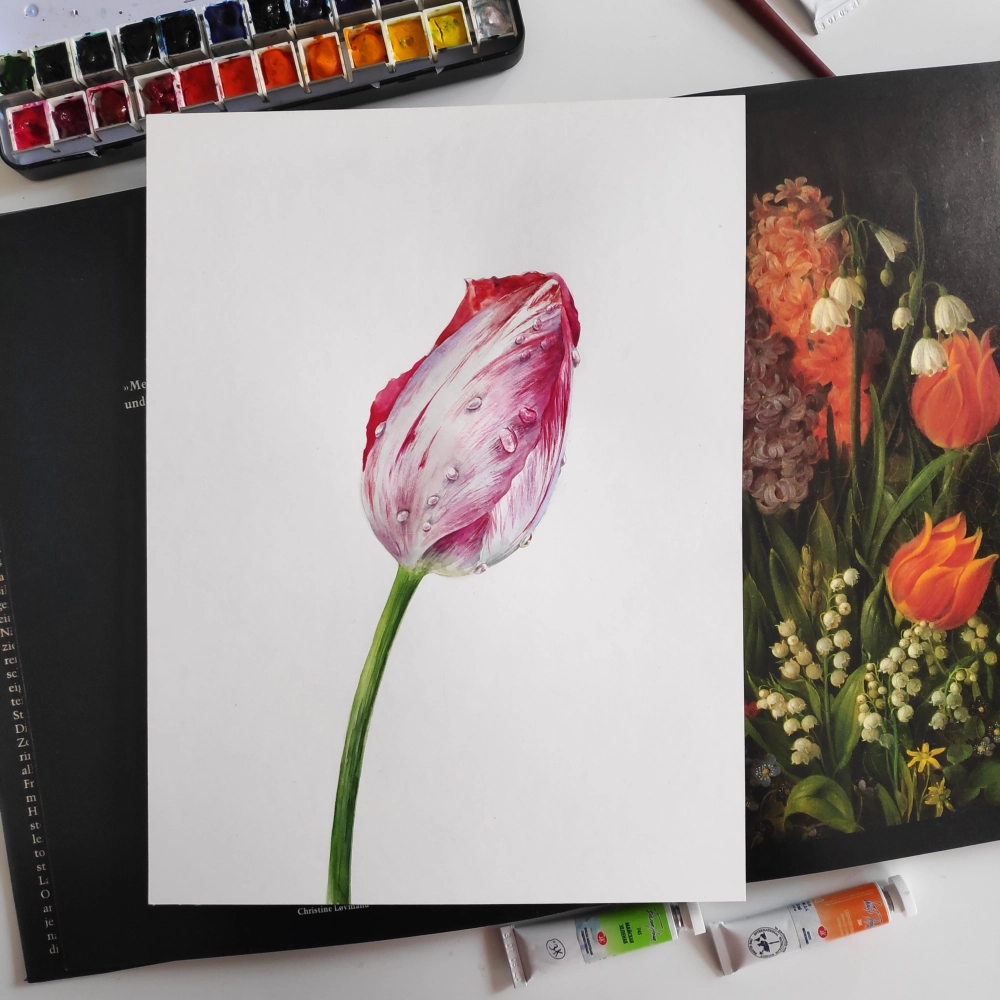 Illustrationen botanich Tulpe