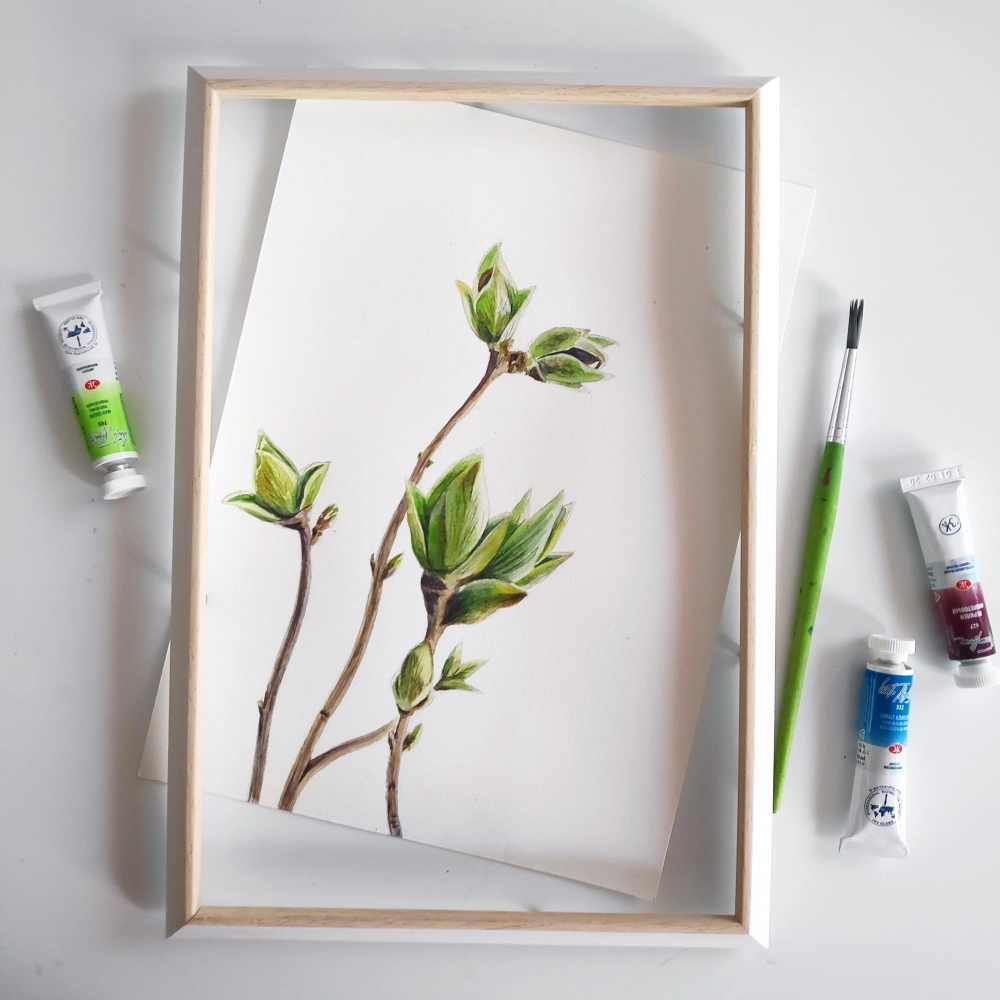 Illustrationen botanisch Pflanze